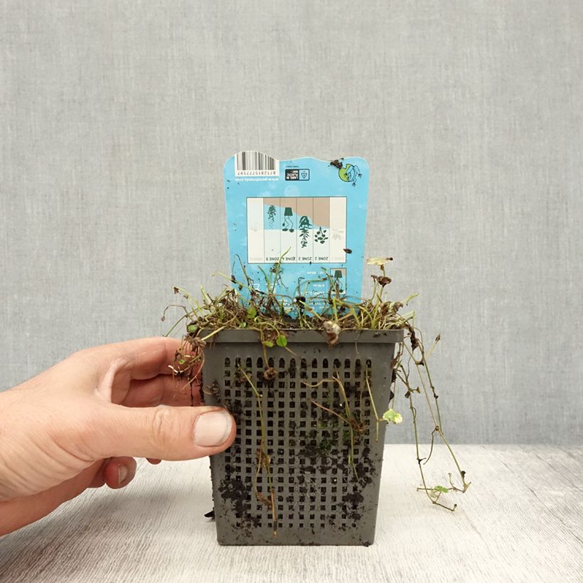 Spécimen de Hydrocotyle sibthorpioides Variegata - Pot de 1L/1,5L tel que livré en automne