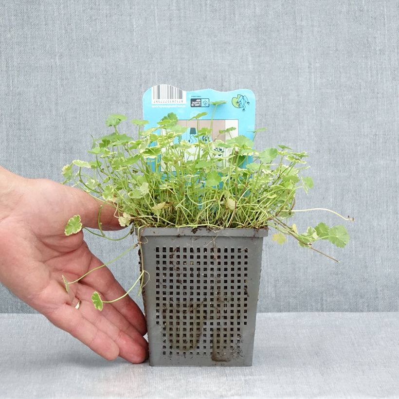 Spécimen de Hydrocotyle sibthorpioides Variegata Pot de 1L/1,5L tel que livré en été