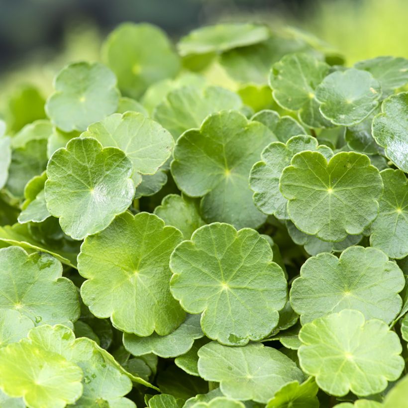 Hydrocotyle vulgaris (Feuillage)