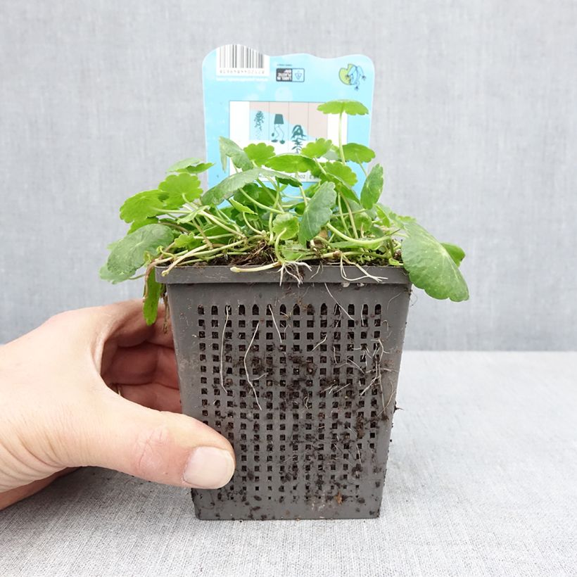 Spécimen de Hydrocotyle vulgaris - Pot de 1L/1,5L tel que livré au printemps