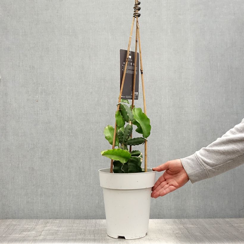 Spécimen de Hylocereus undatus - Pitaya, Fruit du dragon rouge - Pot de 6L/7L tel que livré au printemps