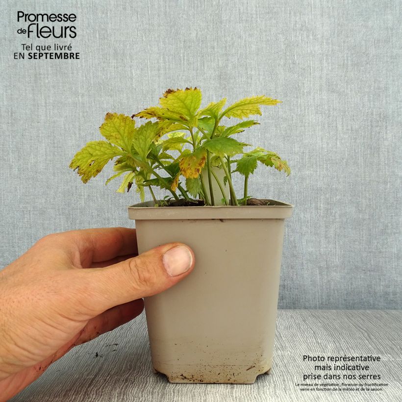 Spécimen de Hylomecon japonica Godet de 8/9 cm tel que livré en été