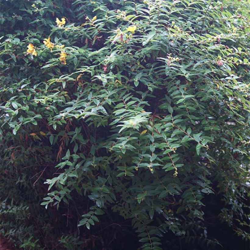 Millepertuis - Hypericum calycinum (Feuillage)