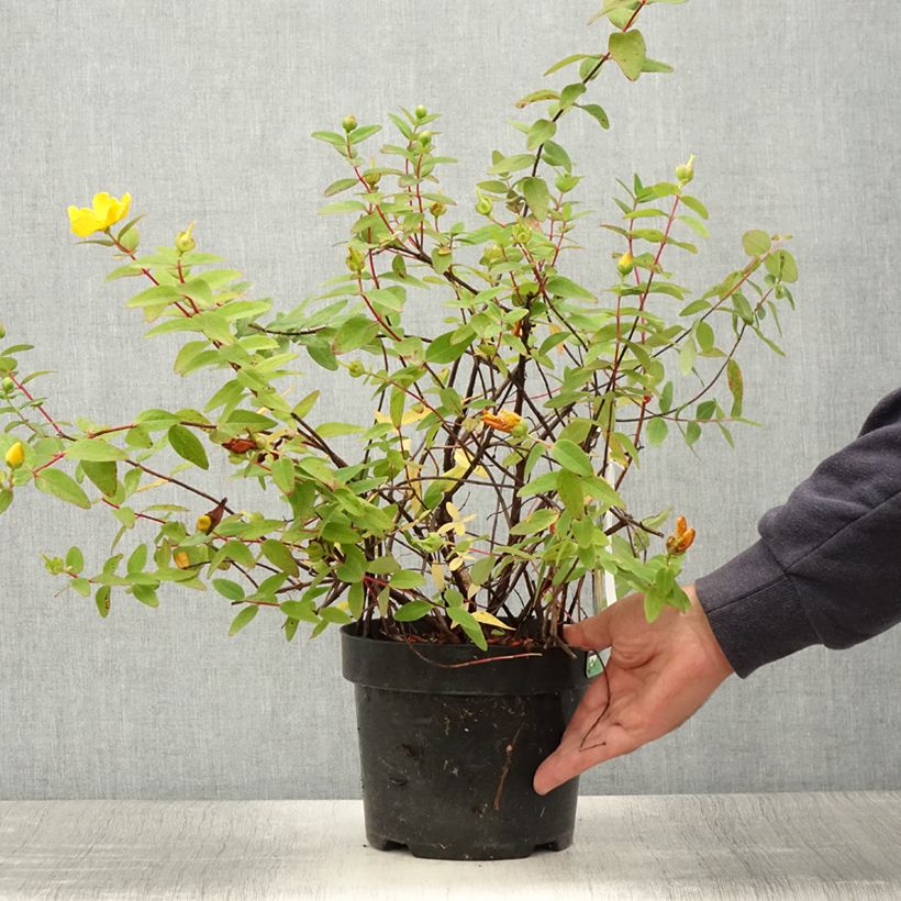 Spécimen de Hypericum dummeri Peter Dummer - Millepertuis  Pot de 3L/4L tel que livré en été