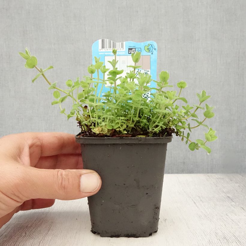 Spécimen de Hypericum elodes - Millepertuis des marais Godet de 8/9 cm tel que livré en été