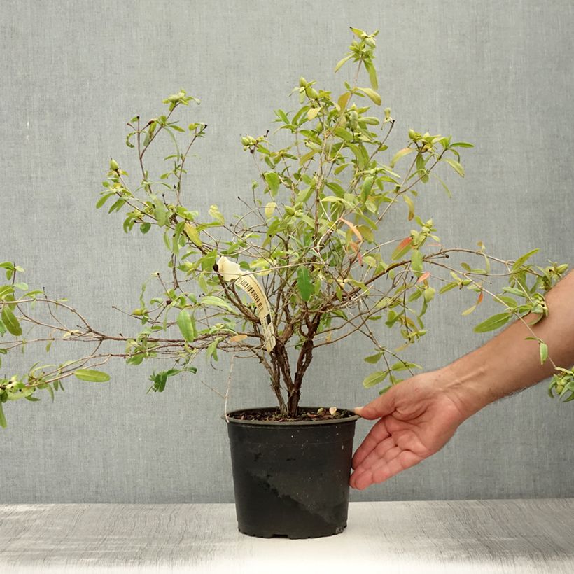Spécimen de Hypericum frondosum Sunburst - Millepertuis Pot de 3L/4L tel que livré en été