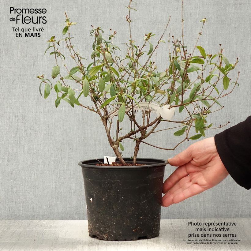 Spécimen de Hypericum frondosum Sunburst - Millepertuis - Pot de 3L/4L tel que livré au printemps