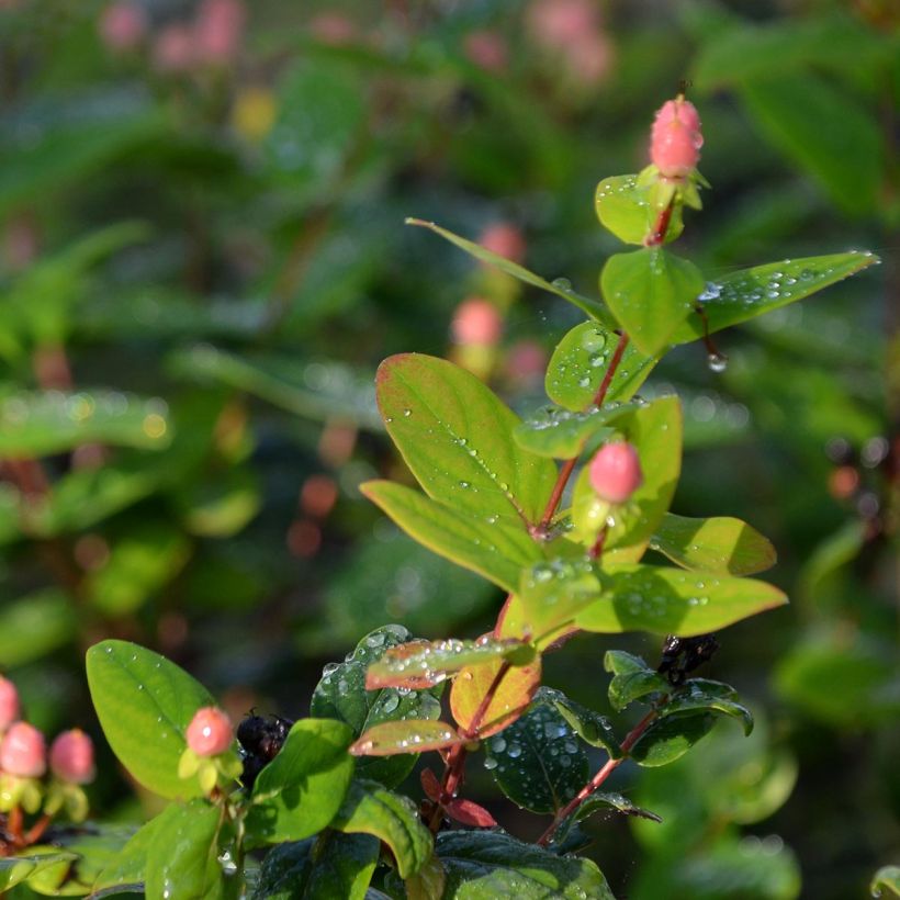 Hypericum inodorum Magical Beauty - Millepertuis (Feuillage)