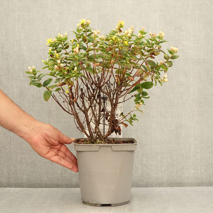 Spécimen de Hypericum inodorum Magical Beauty - Millepertuis Pot de 3L/4L tel que livré en été