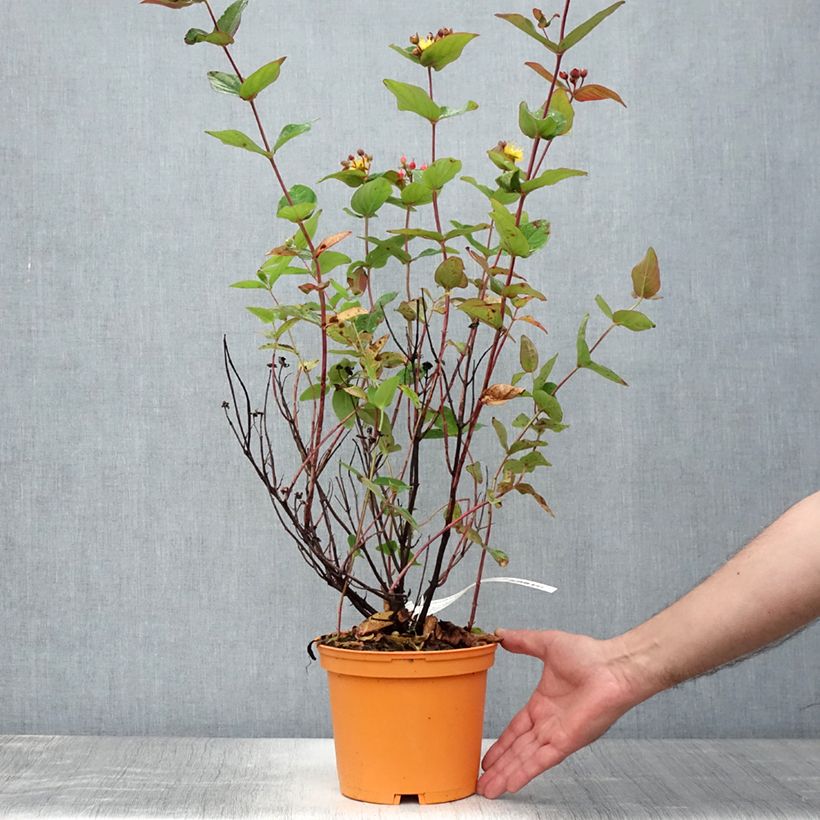 Spécimen de Hypericum inodorum Magical Red Flame - Millepertuis Pot de 2L/3L tel que livré en été