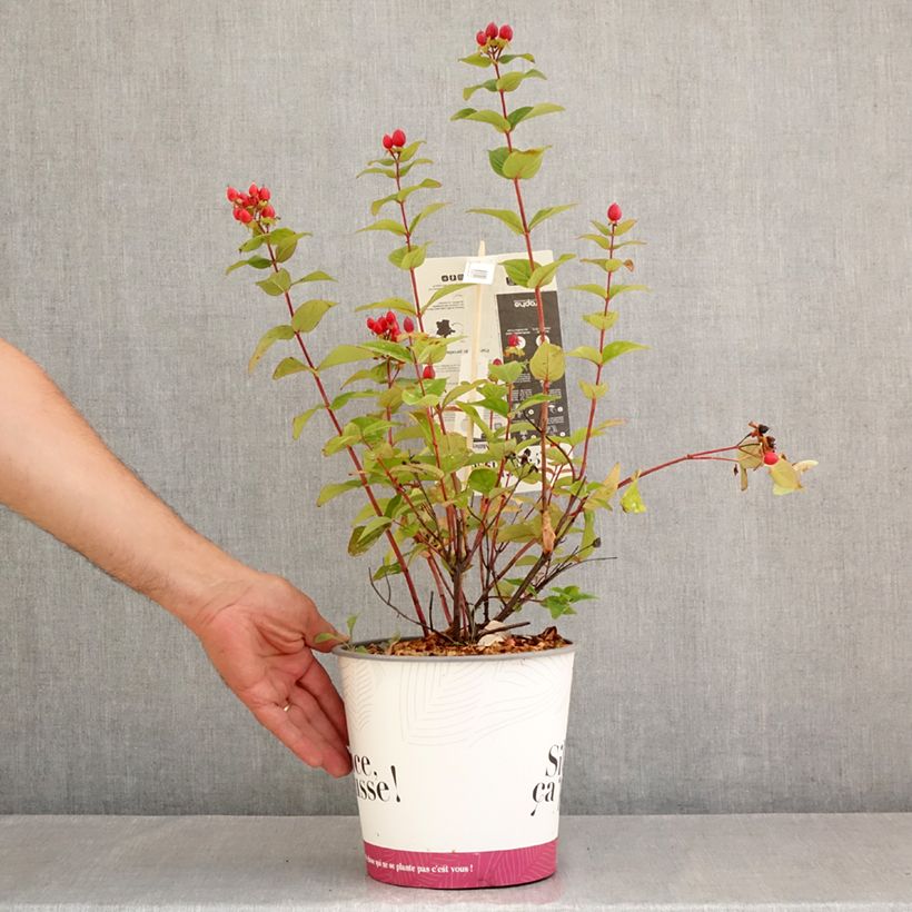 Spécimen de Hypericum inodorum Magical Universe  - Millepertuis Pot de 4L/5L tel que livré en été