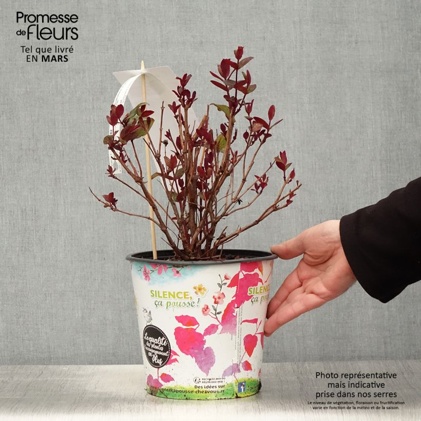 Spécimen de Hypericum inodorum Magical Universe  - Millepertuis Pot de 4L/5L tel que livré au printemps