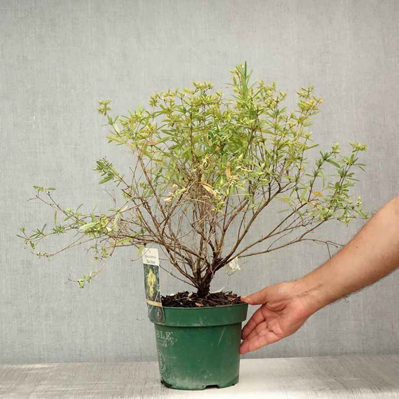Spécimen de Hypericum kalmianum Blue Velvet - Millepertuis Pot de 2L/3L tel que livré en été