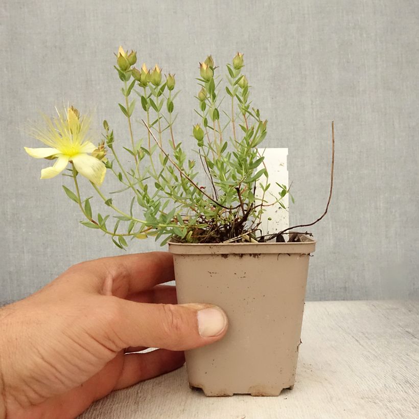 Spécimen de Hypericum olympicum Citrinum - Millepertuis du Mont Olympe 'Citrinum' Godet de 8/9 cm tel que livré en été