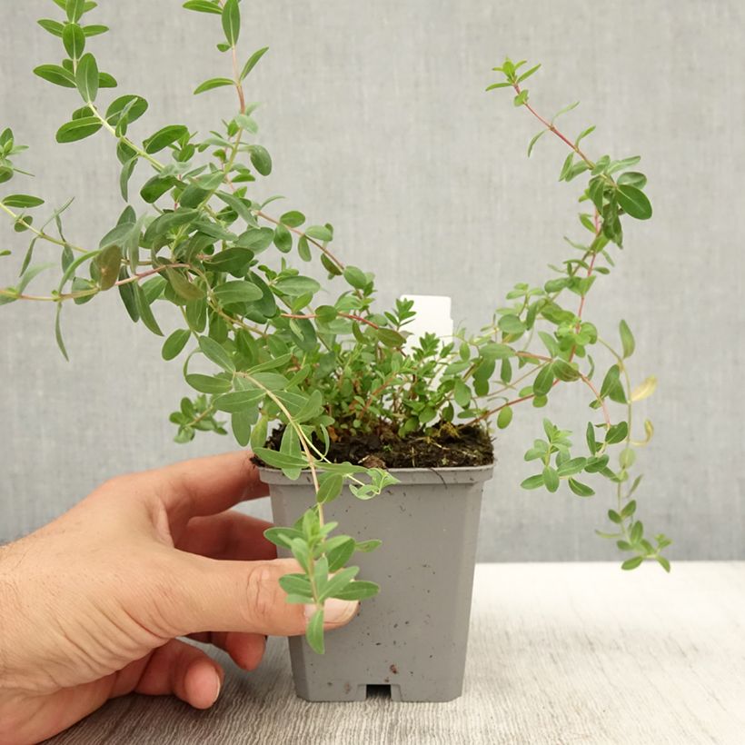 Spécimen de Hypericum olympicum - Millepertuis grec  Godet de 8/9 cm tel que livré en automne