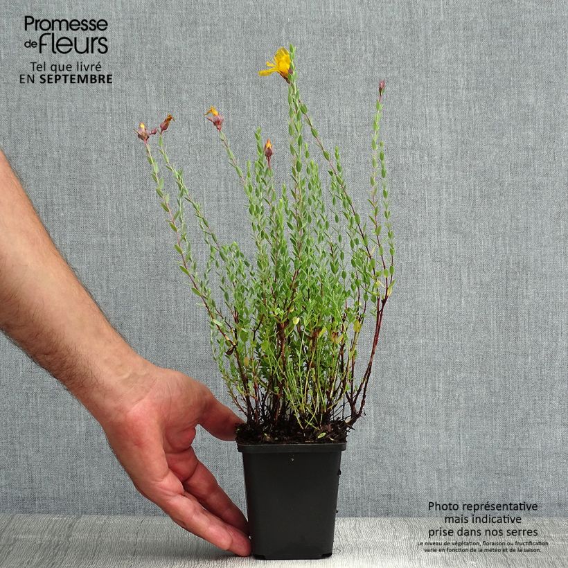 Spécimen de Hypericum olympicum - Millepertuis grec  Godet de 8/9 cm tel que livré en été