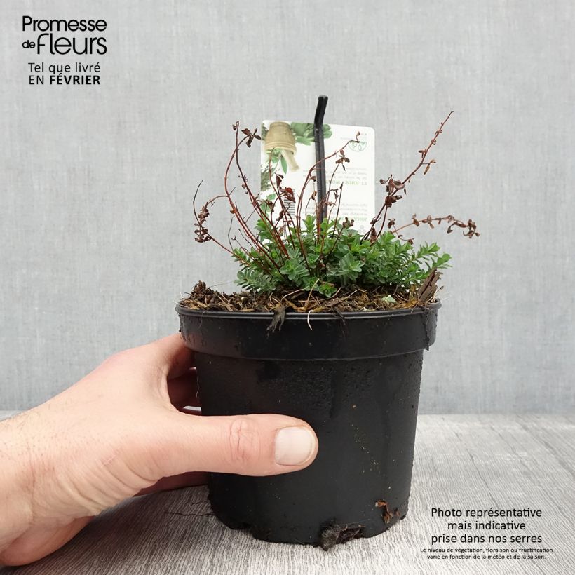 Spécimen de Hypericum perforatum - Millepertuis officinal, perforé Pot de 1,5L/2L tel que livré en hiver