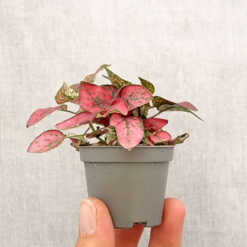 Spécimen de Hypoestes phyllostachya Red Mini-plante tel que livré au printemps