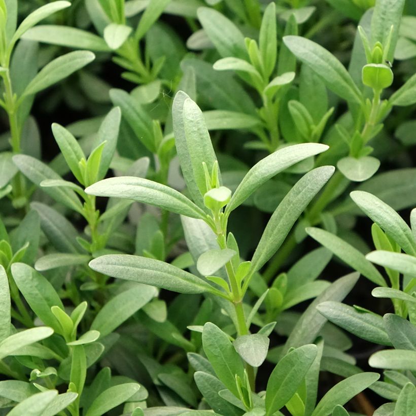 Hysope officinale - Hyssopus officinalis (Feuillage)