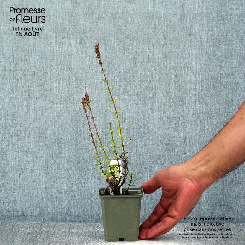 Spécimen de Hyssopus officinalis f. roseus - Hysope officinale rose Godet de 8/9 cm tel que livré en été