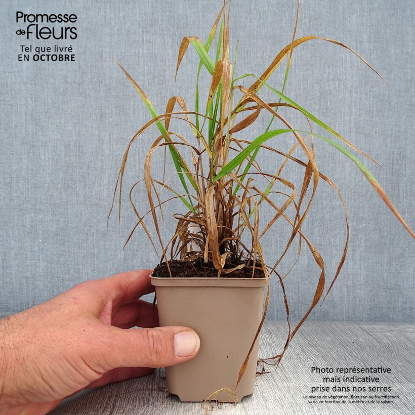 Spécimen de Hystrix patula Godet de 8/9 cm tel que livré en automne