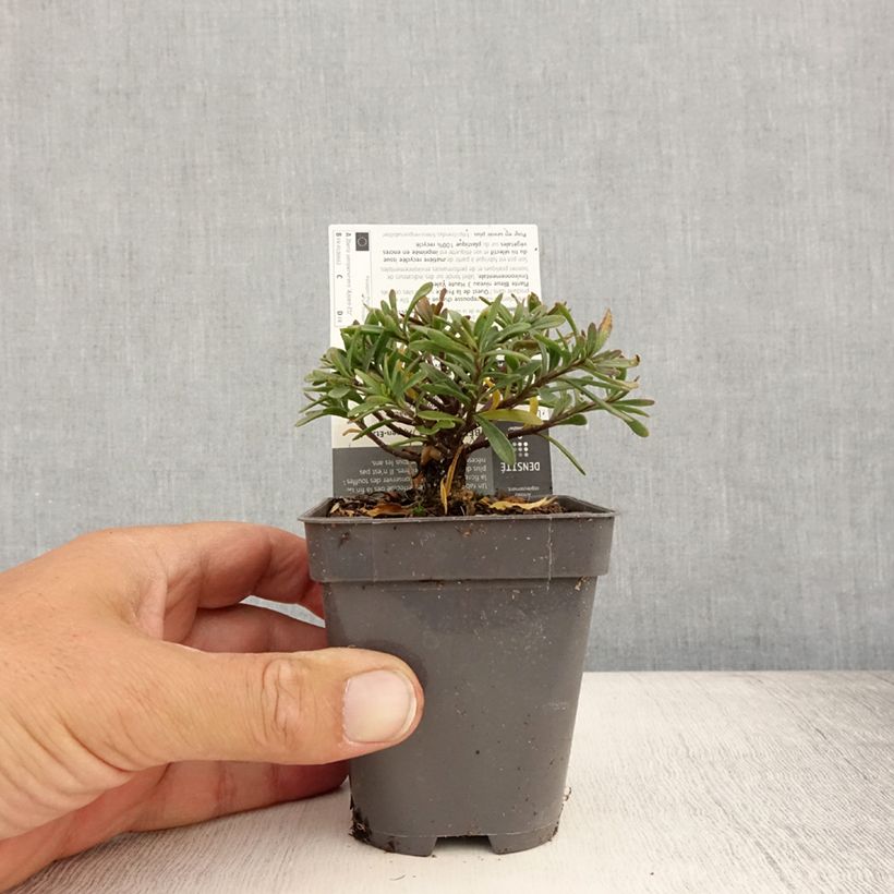 Spécimen de Iberis sempervirens Appen-Etz - Corbeille d'argent Godet de 8/9 cm tel que livré en été