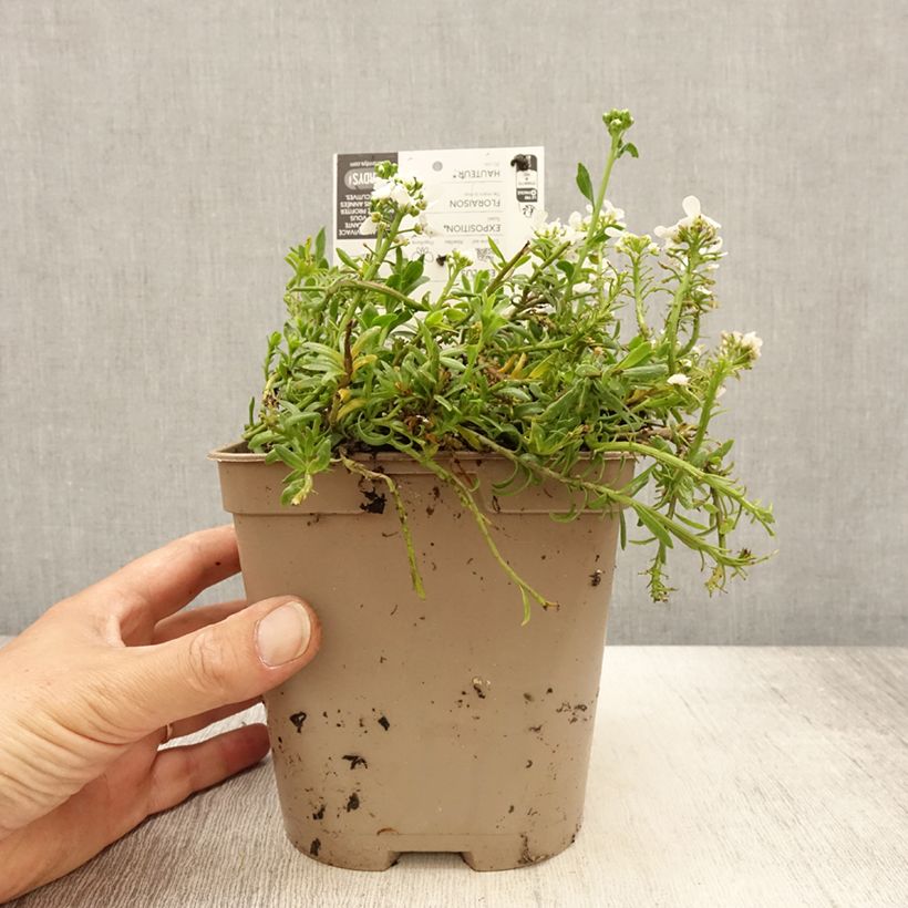 Spécimen de Iberis sempervirens Snowflake Pot de 2L/3L tel que livré au printemps