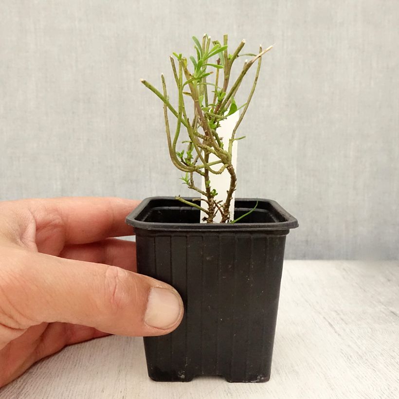 Spécimen de Iberis sempervirens Weisser Zwerg - Corbeille d'argent Godet de 8/9 cm tel que livré en été