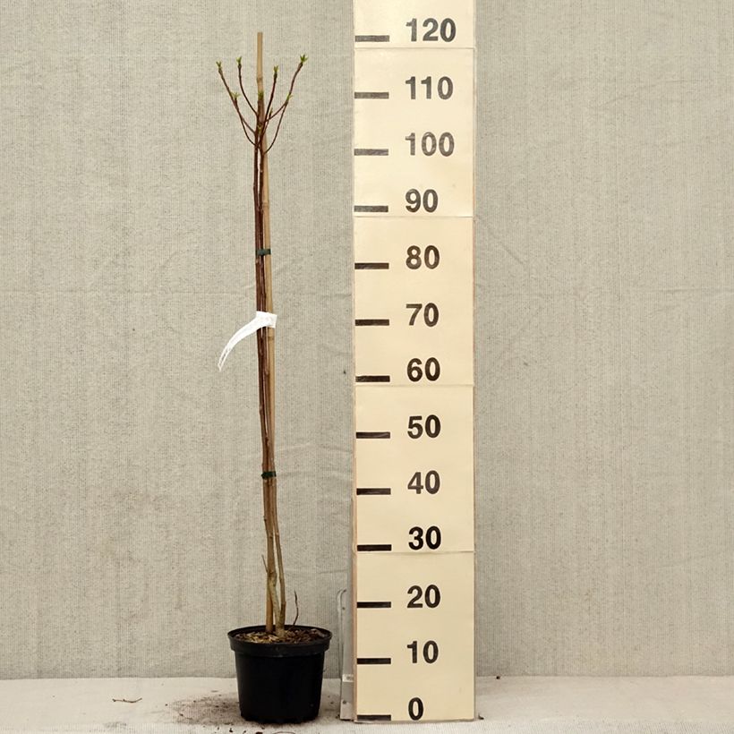 Spécimen de Idesia polycarpa - Pot de 2L/3L tel que livré au printemps