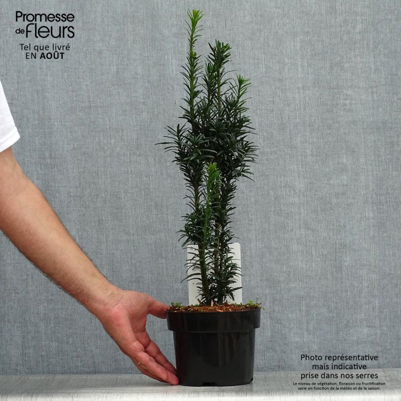 Spécimen de If commun - Taxus baccata fastigiata Black Tower Pot de 2L/3L tel que livré en été