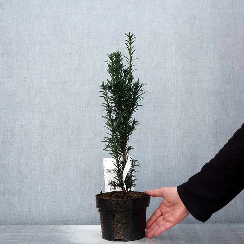 Spécimen de If commun - Taxus baccata fastigiata Black Tower Pot de 2L/3LHauteur livrée env. 25/30cm tel que livré au printemps