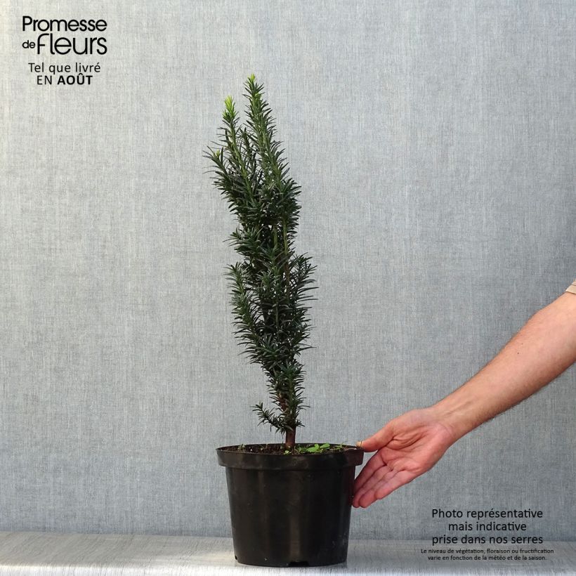 Spécimen de If commun - Taxus baccata fastigiata Black Tower Pot de 4L/5L tel que livré en été