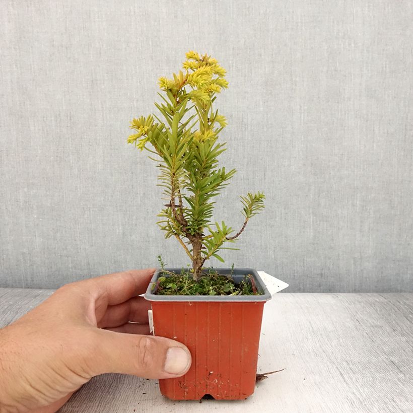 Spécimen de If commun - Taxus baccata Kupfergold Godet de 8/9 cm tel que livré en été
