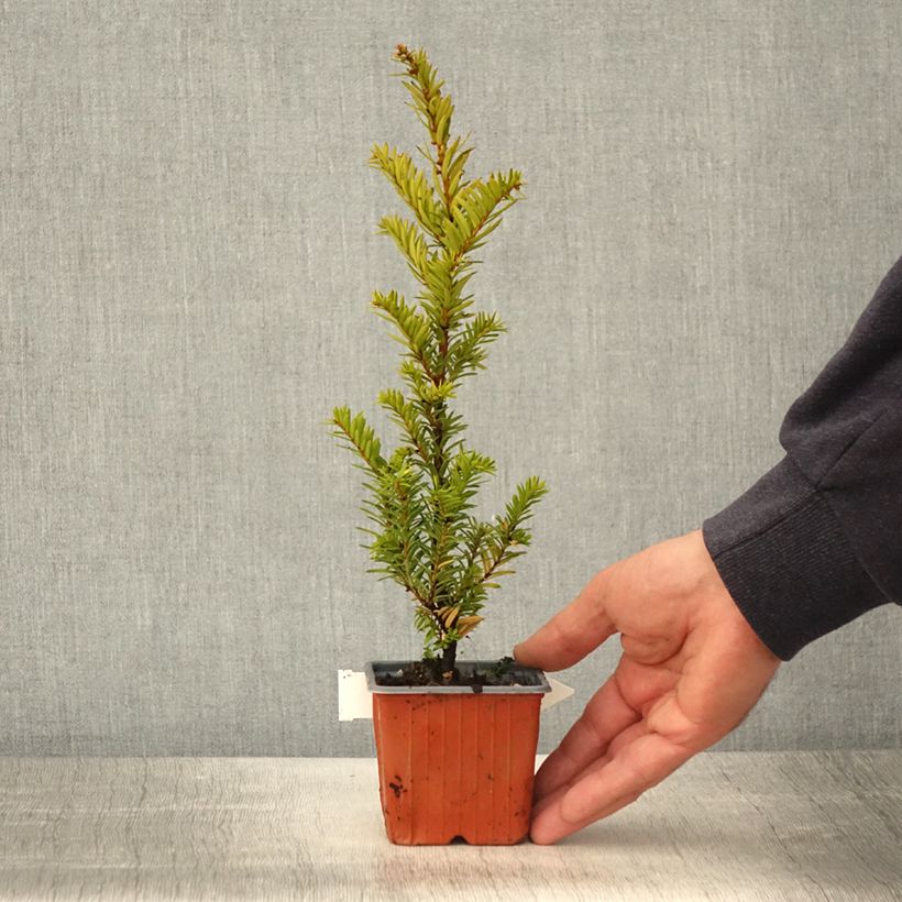 Spécimen de If commun - Taxus baccata Kupfergold - Godet de 8/9 cm tel que livré au printemps