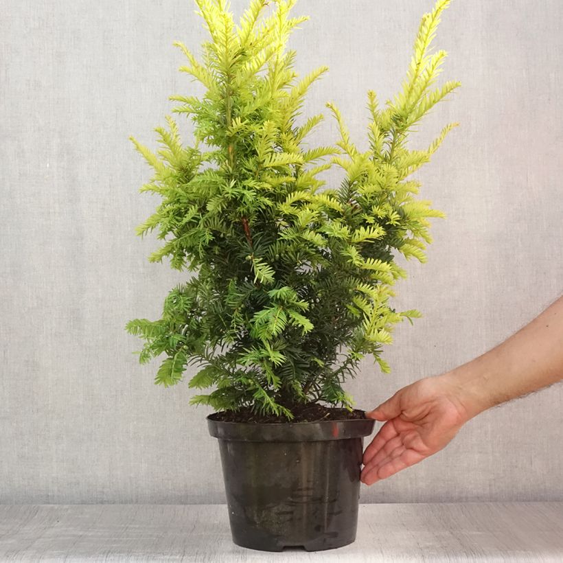 Spécimen de If commun - Taxus baccata Kupfergold Pot de 4L/5L tel que livré en été