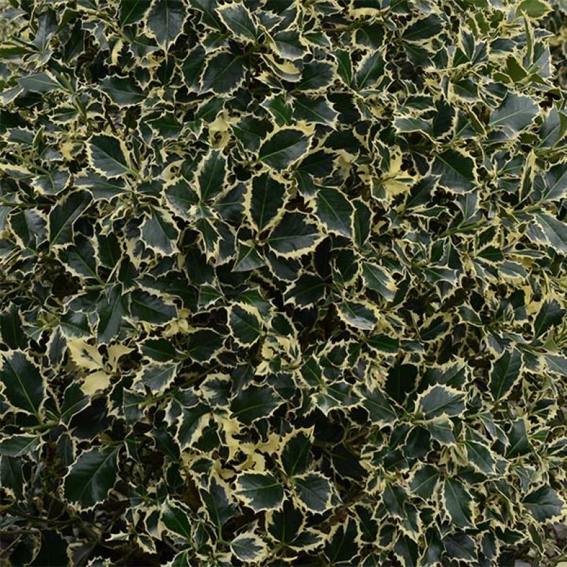 Houx panaché - Ilex aquifolium Argenteomarginata (Feuillage)