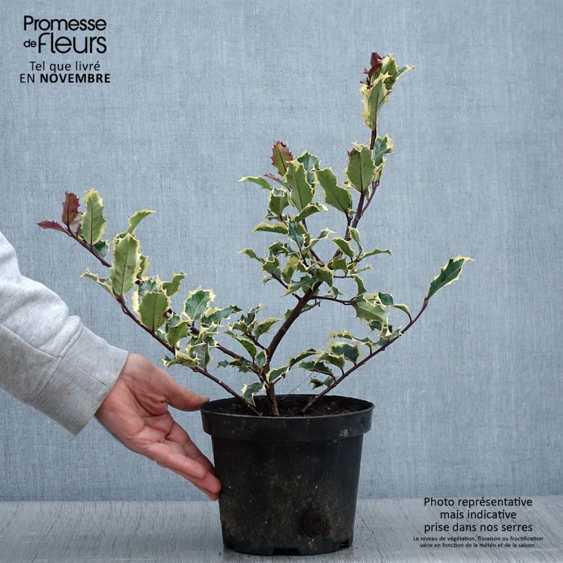 Spécimen de Ilex aquifolium Madame Briot - Houx panaché Pot de 3L/4L tel que livré en automne