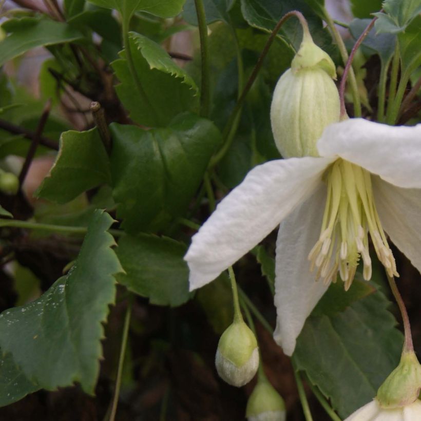 Clématite - Clematis cirrhosa Jingle Bells (Feuillage)