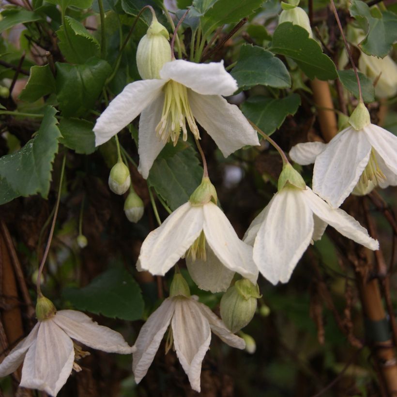 Clématite - Clematis cirrhosa Jingle Bells (Floraison)