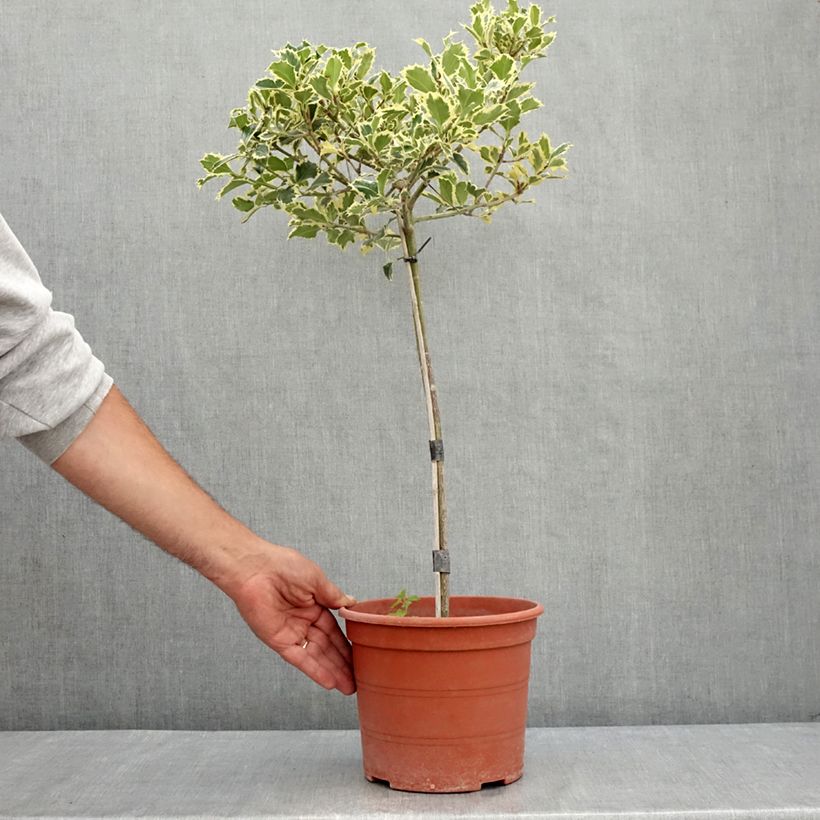 Spécimen de Ilex aquifolium Silver Queen - Houx panaché Pot de 4L/5L, Tige 40 cm tel que livré en été