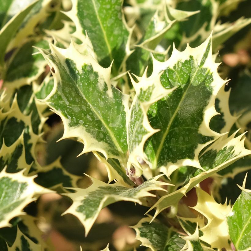 Ilex aquifolium Silver Queen - Houx panaché (Feuillage)