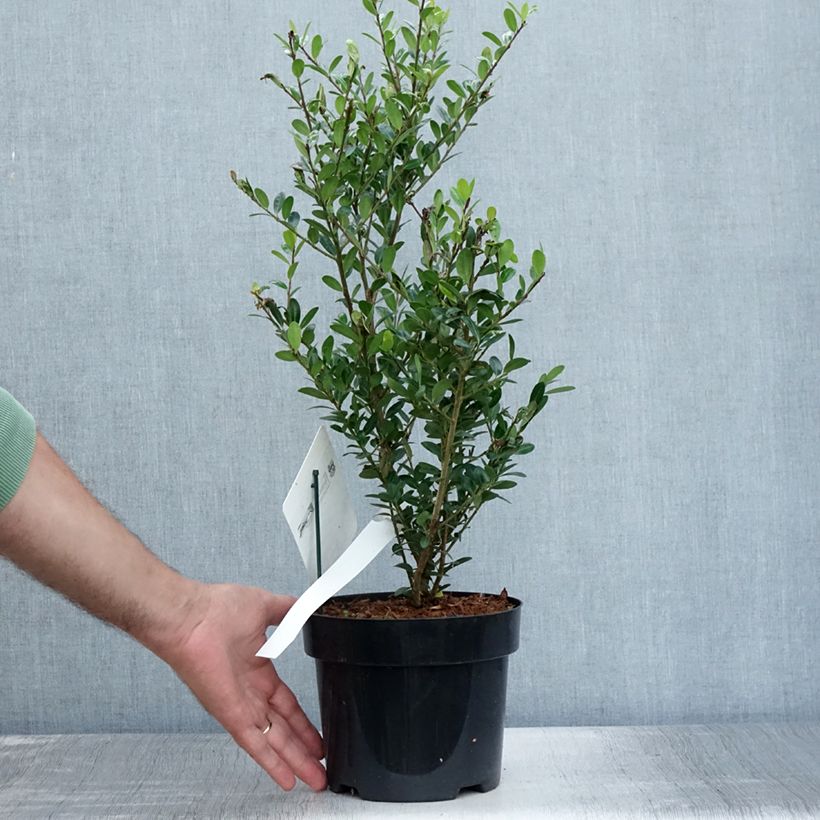 Spécimen de Ilex crenata Caroline Upright - Houx crénelé Pot de 2L/3L tel que livré en été