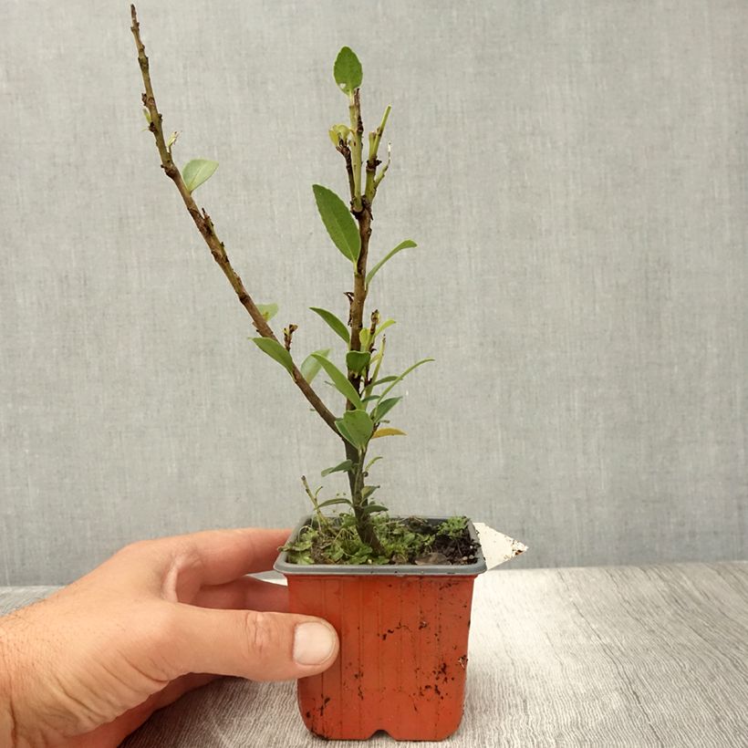 Spécimen de Ilex maximowicziana Kanehirae - Houx Mutchagara  Godet de 8/9 cm tel que livré en été
