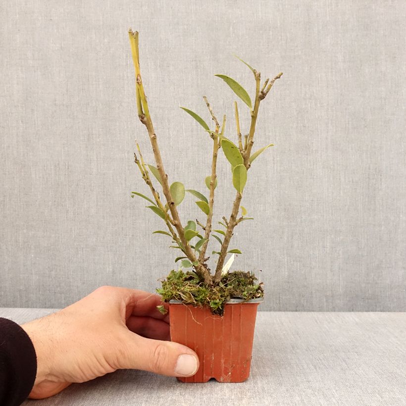 Spécimen de Ilex maximowicziana Kanehirae - Houx Mutchagara  - Godet de 8/9 cm tel que livré au printemps