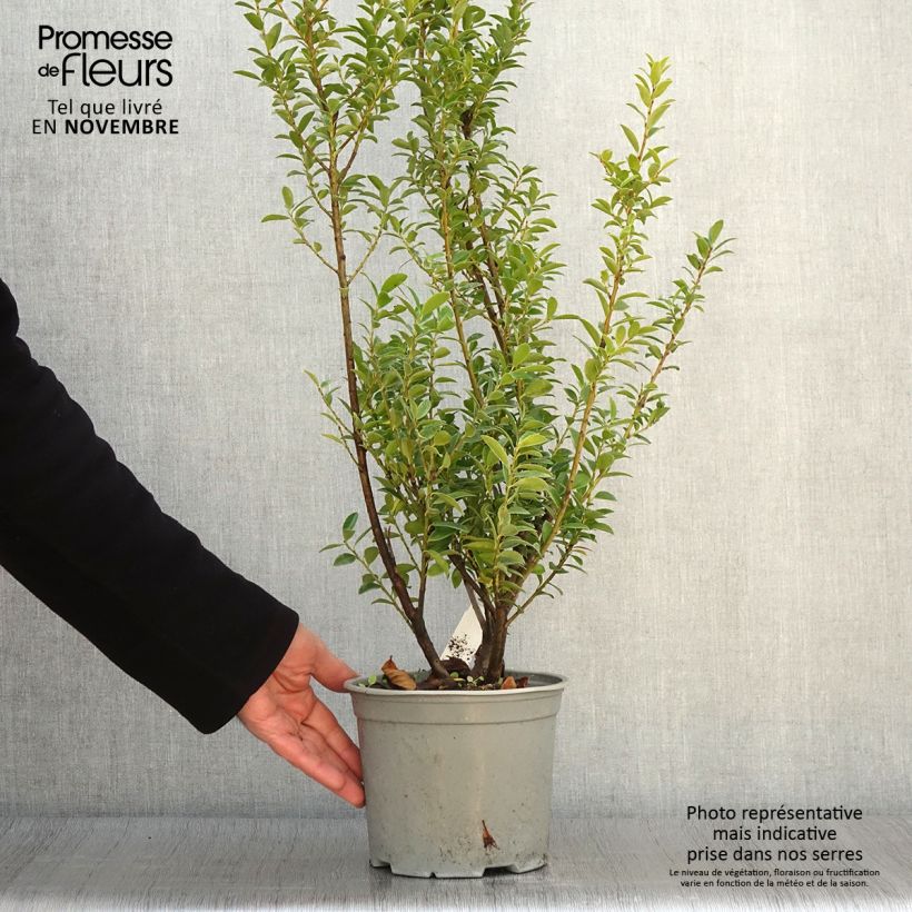 Spécimen de Ilex maximowicziana Kanehirae - Houx Mutchagara  Pot de 3L/4L tel que livré en automne