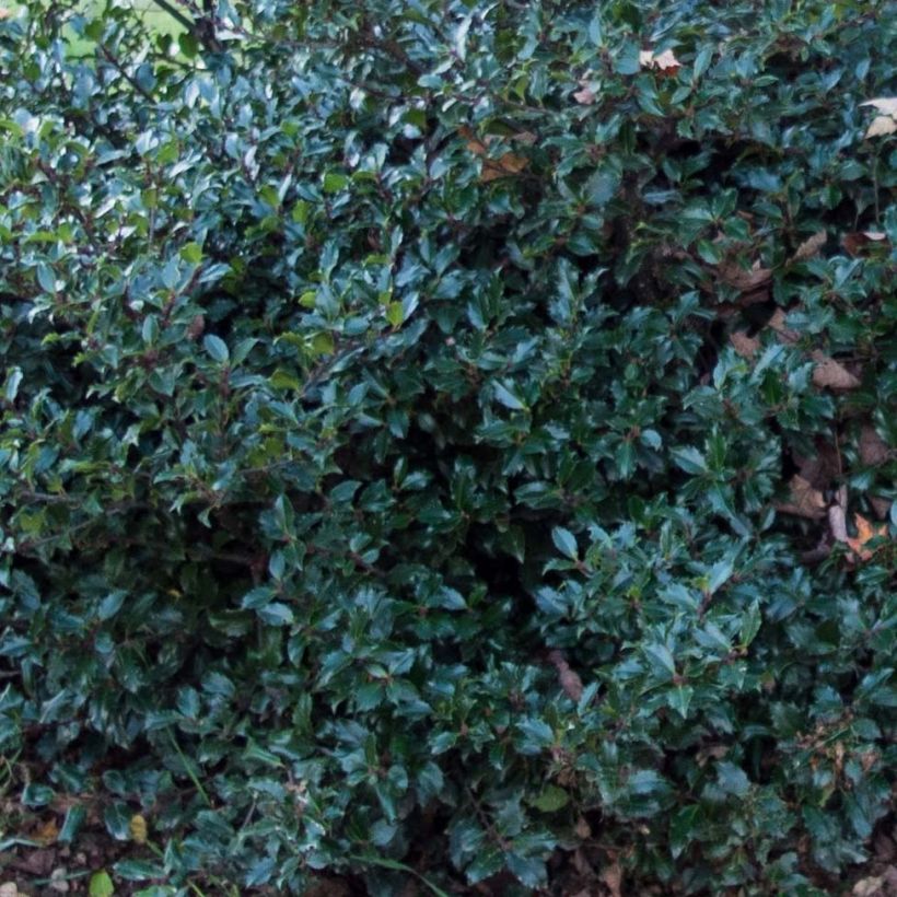 Houx américain- Ilex meserveae Blue Prince  (Feuillage)