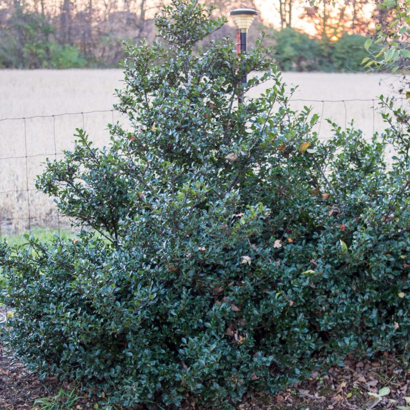 Houx américain- Ilex meserveae Blue Prince  (Port)