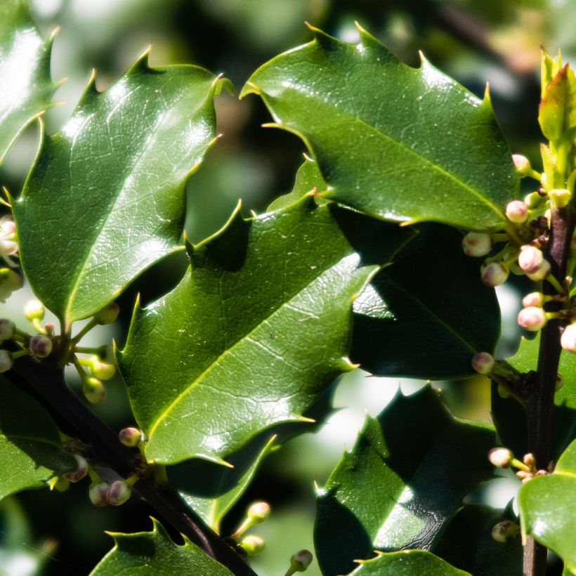 Houx américain - Ilex meserveae Heckenstar (Feuillage)