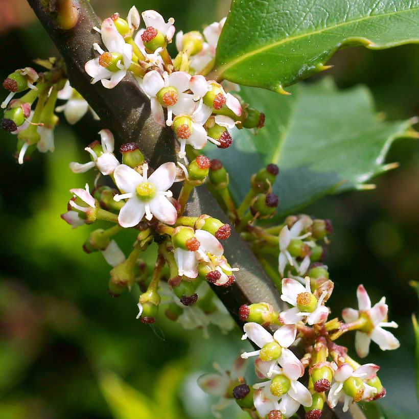 Houx américain - Ilex meserveae Heckenstar (Floraison)