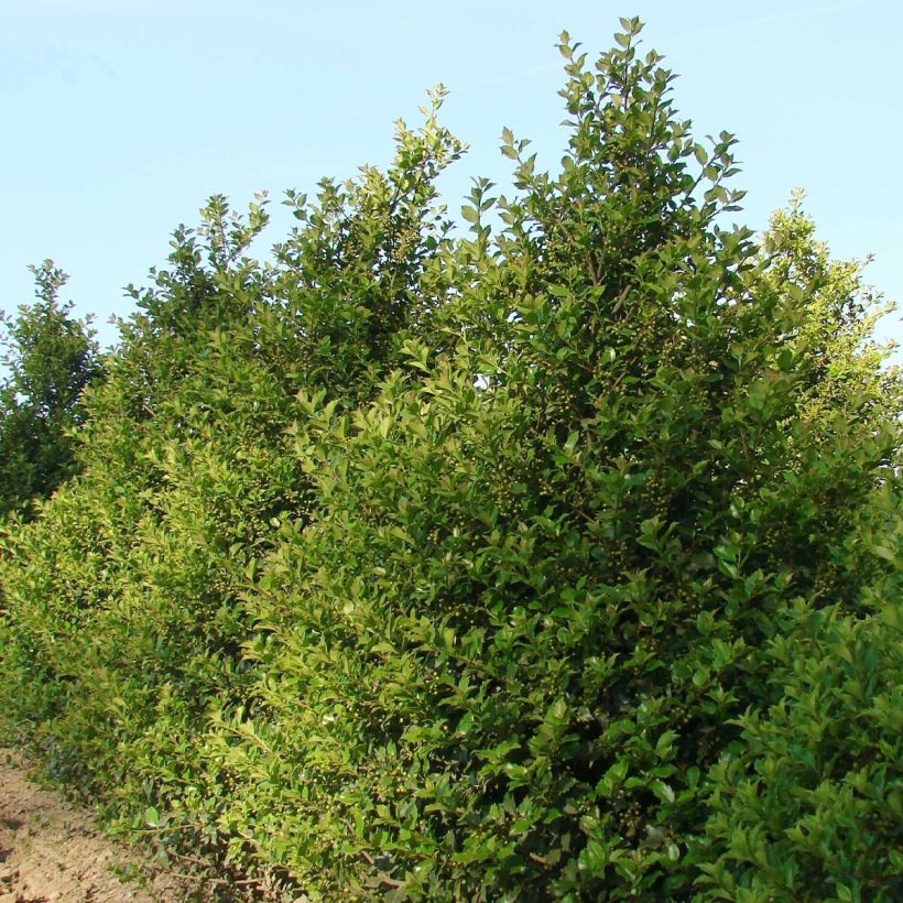 Houx américain - Ilex meserveae Heckenstar (Port)